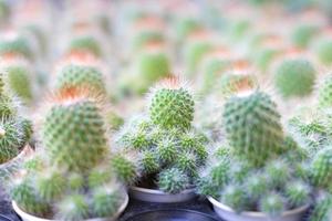 pequeños cactus en pequeñas macetas con espinas. tienen muchas formas y tamaños. foto