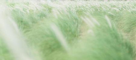 Blurry of green and yellow grasses with bokeh background. photo