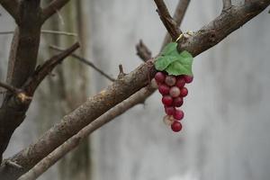 objeto uva, callejón, yongsan-gu, seúl foto