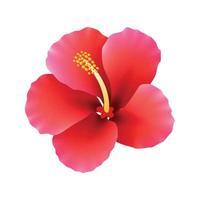 ilustración de vector de flor de hibisco rojo realista