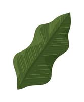 follaje de la planta de hoja verde vector