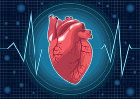realistic heart organ vector
