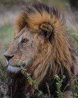 león descansando en tanzania serengeti foto