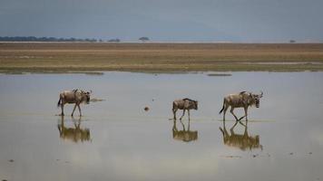 Wildebeests Crossing Across Water photo