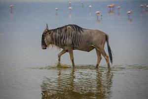 Wildebeest Crossing Water with Flamingos in Background photo