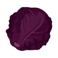 red cabbage vegetable vector