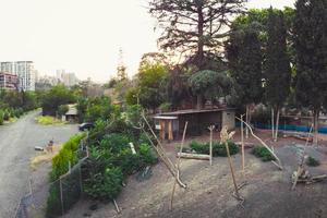 Tbilisi, Georgia , 2022 - monkeys behind fence in Tbilisi zoological park at sunset photo