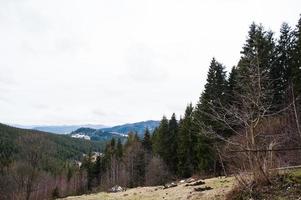 Pine trees forest trees in Carpathian mountains. photo