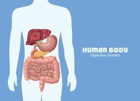 digestive system in body vector