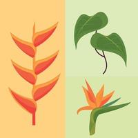 tropical flowers and leaf vector