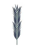 decorative leaf palm vector