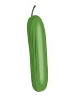 fresh cucumber vegetable vector