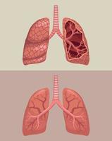 pulmones realistas organos humanos vector