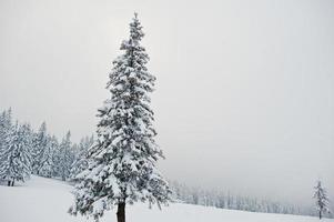 pinos cubiertos de nieve en la montaña chomiak. hermosos paisajes invernales de las montañas de los cárpatos, ucrania. naturaleza helada. foto