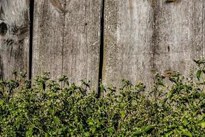 old Board and grass photo