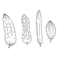 set of cucumber in doodle style vector