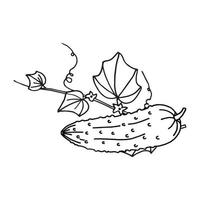 cucumber in doodle style vector