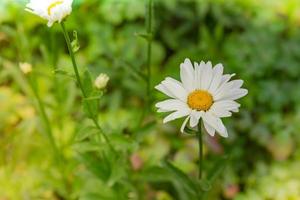 Daisy in a meadow photo