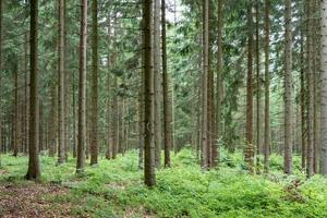 coniferous forest in summer photo