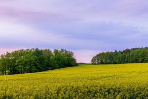 campo de colza con cielo de la tarde foto