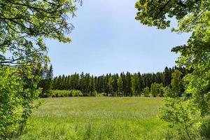 Lush green spring landscape viewed through trees photo