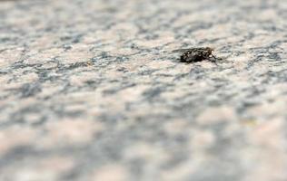 fly on stone plate photo