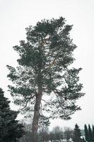 Tall evergreen pine tree in winter photo