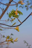 Twigs with young leaves bursting from buds photo