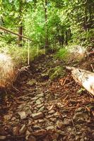 rocky downhill path in the forest photo