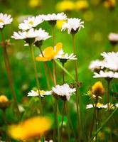 White daisies and yellow evening primrose photo