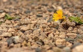 Flor de diente de león único sobre guijarros foto