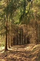 coniferous forest in spring photo