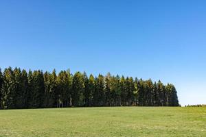 bosque de coníferas con campo verde foto