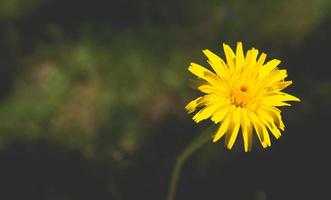 Single yellow dandelion on a dark background photo