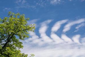 Tree with cloud formation photo