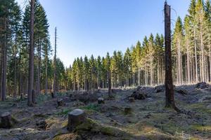 tocones de árboles en medio de un bosque foto