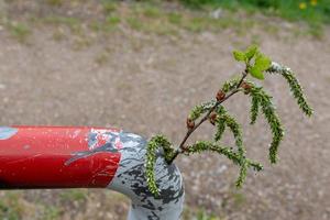 Fresh green twig with catkins and leaves photo