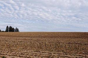 stubble field in autumn photo