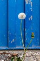 Dandelions in front of a container photo