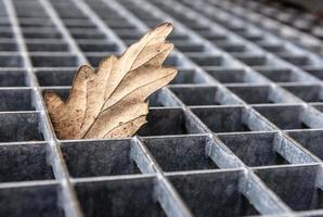 A foliage leaf between a metal grid photo