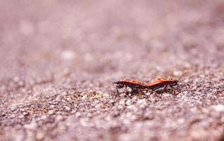 Two mating red Firebugs in spring photo