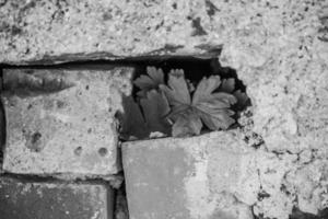 Plant between bricks photo