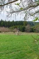 ranger stand at the edge of the forest photo