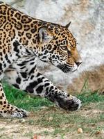 Portrait of Jaguar photo