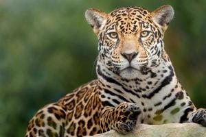 Portrait of Jaguar photo