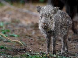 Chacoan Peccary in zoo photo