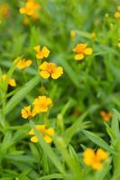 Yellow marigold flower photo