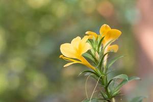 Yellow barleria prionitis flowers on blurry bokeh background photo