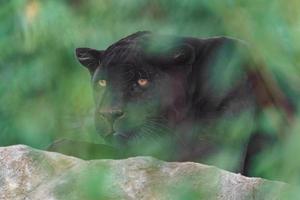 Portrait of Jaguar photo