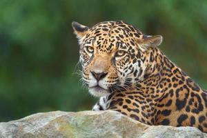 Portrait of Jaguar photo